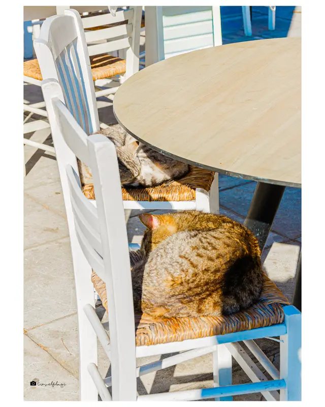 Sleeping Cats